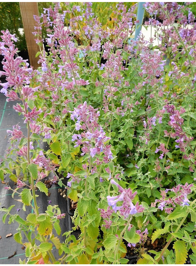 I N > Nepeta > Nepeta 'Dropmore' The Beth Chatto Gardens